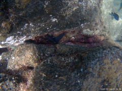 Ophioblennius atlanticus