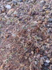 Tidestromia suffruticosa