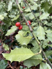 Ilex aquifolium