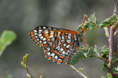 Euphydryas chalcedona klotsi