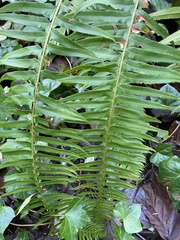 Polystichum munitum