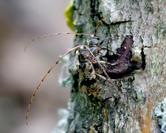 Leiopus femoratus