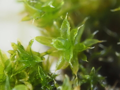 Orthotrichum diaphanum