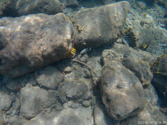 Serranus papilionaceus