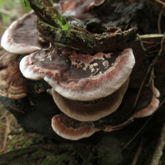 Nigroporus vinosus