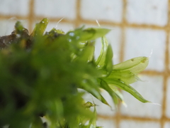 Orthotrichum diaphanum