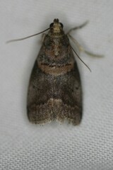 Acrobasis palliolella