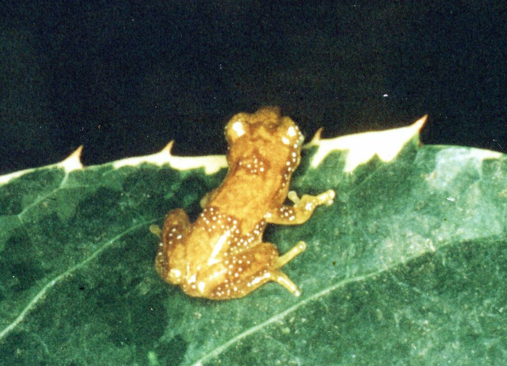 Forest Banana Frog