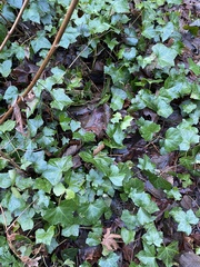 Hedera helix