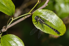 Hylogomphus apomyius