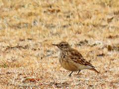 Geositta cunicularia
