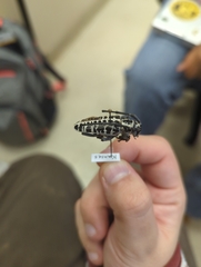 Plectrodera scalator