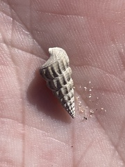 Cerithideopsis