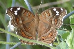 Junonia natalica