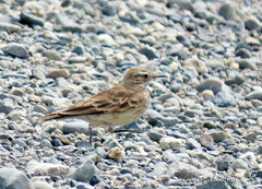 Geositta cunicularia