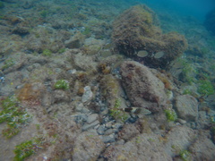 Serranus papilionaceus