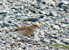 Geositta cunicularia