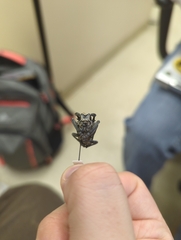 Plectrodera scalator