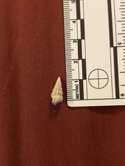 Cerithideopsis