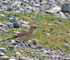 Geositta cunicularia