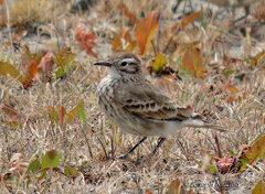 Geositta cunicularia