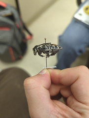 Plectrodera scalator