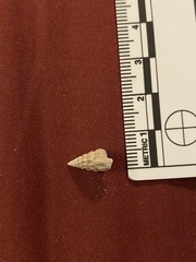 Cerithideopsis
