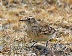 Geositta cunicularia