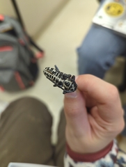 Plectrodera scalator