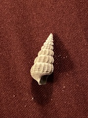 Cerithideopsis
