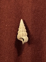Cerithideopsis