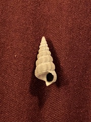 Cerithideopsis