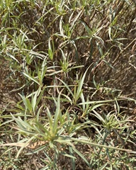 Barkleyanthus salicifolius