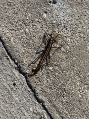 Anisomorpha buprestoides