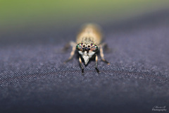 Haematopota pluvialis