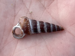 Cerithideopsis