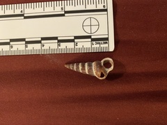 Cerithideopsis