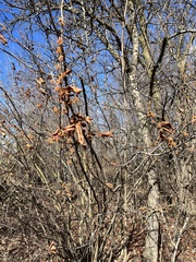 Hamamelis vernalis