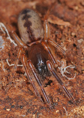 Segestria senoculata