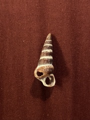 Cerithideopsis