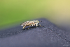 Haematopota pluvialis