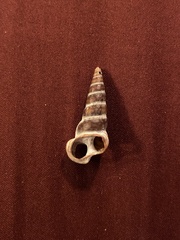 Cerithideopsis