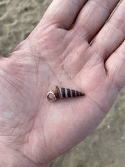 Cerithideopsis