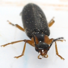 Pedilus labiatus