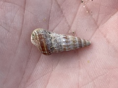 Cerithideopsis