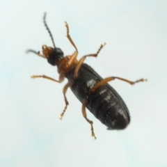 Pedilus labiatus