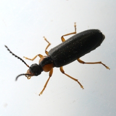 Pedilus labiatus