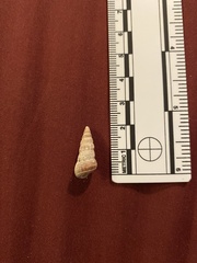 Cerithideopsis