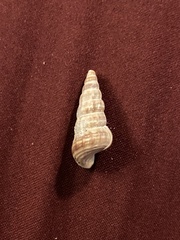 Cerithideopsis