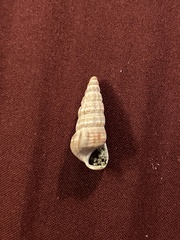 Cerithideopsis